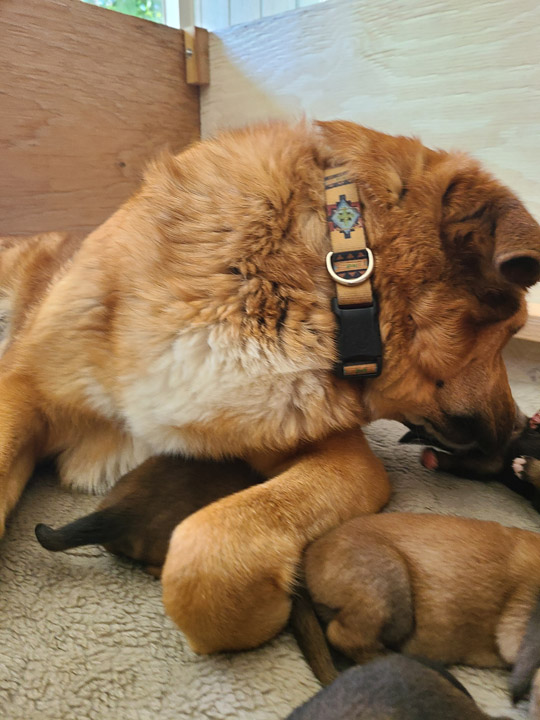 chinook dog